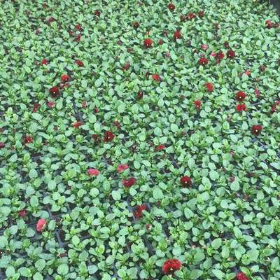 Seasonal Flowers & Seedlings 3