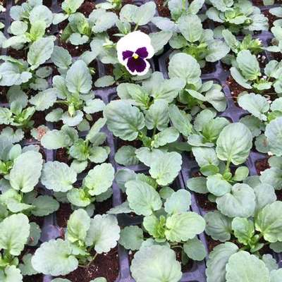 Seasonal Flowers & Seedlings 4
