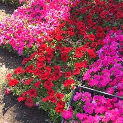 Seasonal Flowers & Seedlings 5