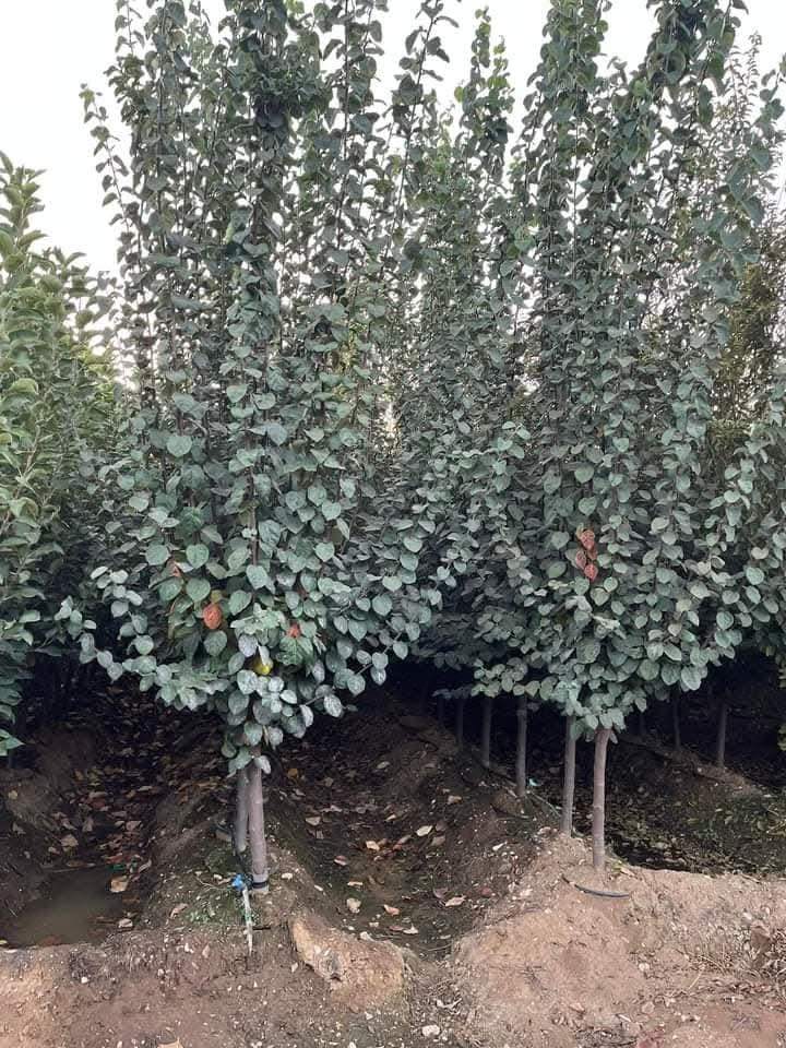 Fruit Trees (Malus, Prunus, Pyrus, Citrus …)