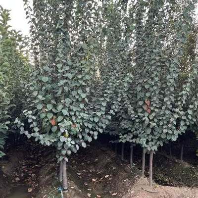 Fruit Trees (Malus, Prunus, Pyrus, Citrus …)