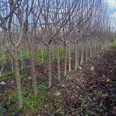 Fruit Trees 2