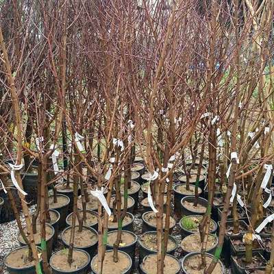 Fruit Trees 3