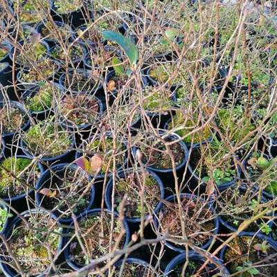Fruit Trees 4