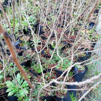 Fruit Trees 5