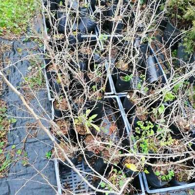 Fruit Trees 6