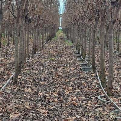Fruit Trees 8