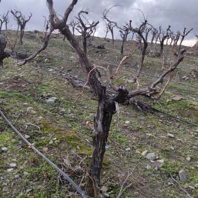 Fruit Trees 9