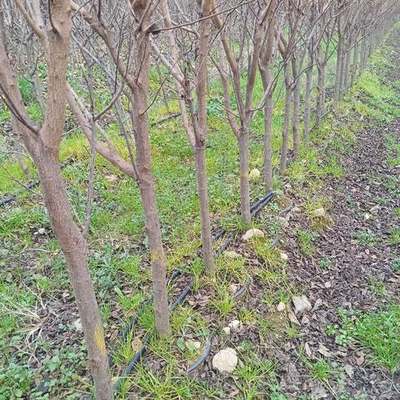 Fruit Trees 10