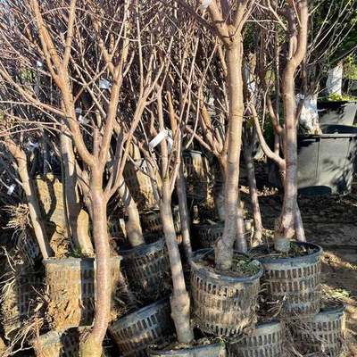 Fruit Trees 11