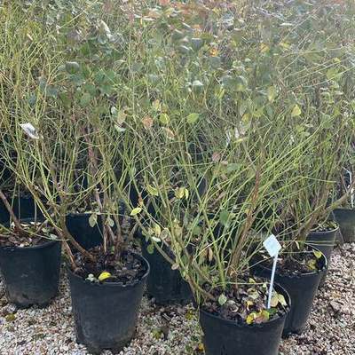 Fruit Trees 12