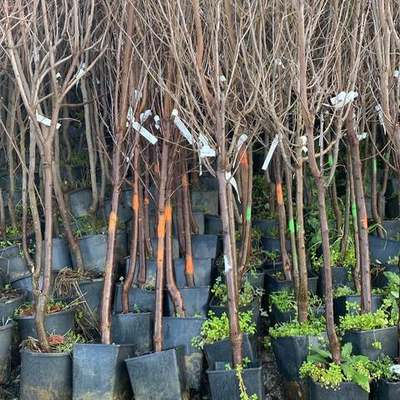 Fruit Trees 13