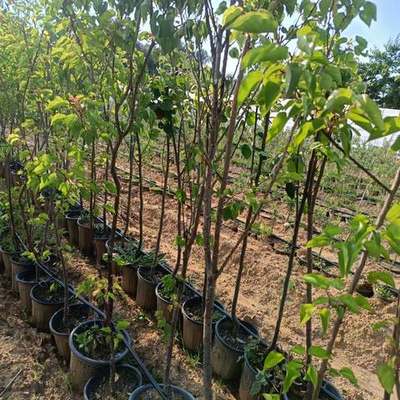 Fruit Trees 14