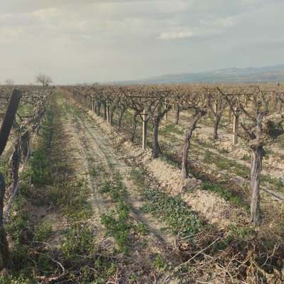 Fruit Trees 15
