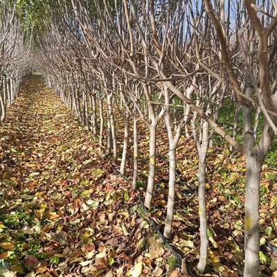 Fruit Trees 16