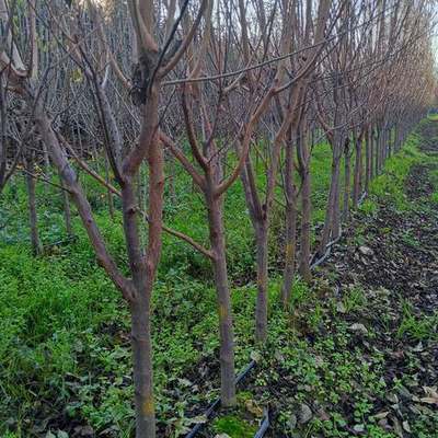 Fruit Trees 17
