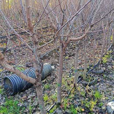 Fruit Trees 18