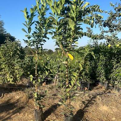 Fruit Trees 19