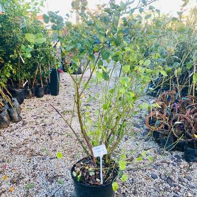Fruit Trees 20