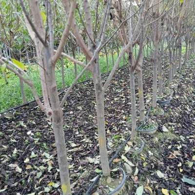 Fruit Trees 21