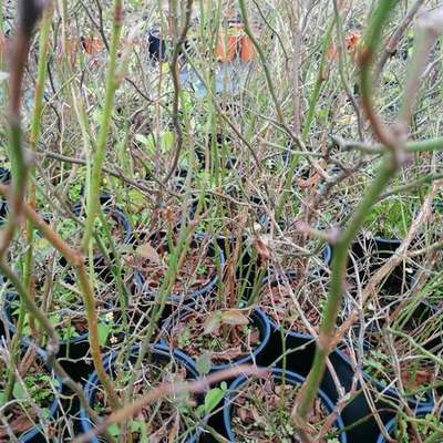 Fruit Trees 22