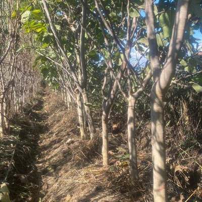 Fruit Trees 23