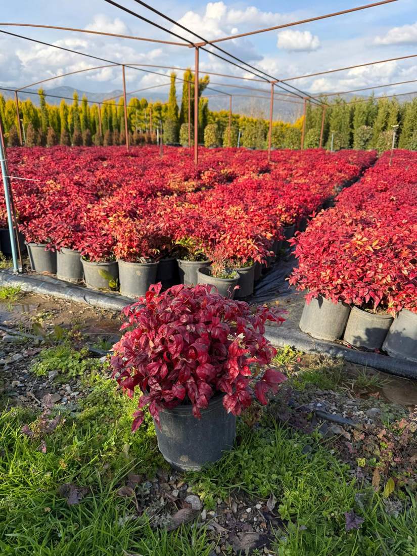 Heavenly Bamboo (Nandina) (Nandina domestica)