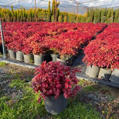 Heavenly Bamboo (Nandina) (Nandina domestica)