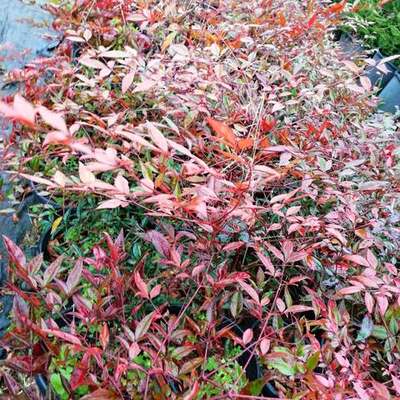 Heavenly Bamboo (Nandina) 2
