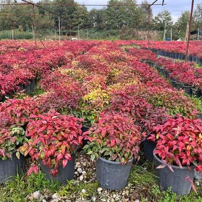 Heavenly Bamboo (Nandina) 3