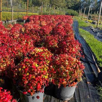 Heavenly Bamboo (Nandina) 4