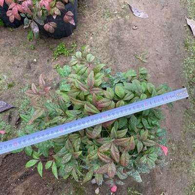 Heavenly Bamboo (Nandina) 5