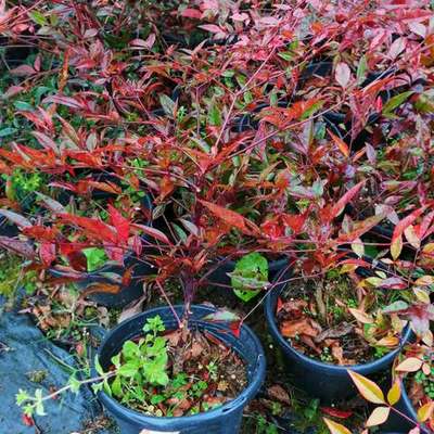 Heavenly Bamboo (Nandina) 6