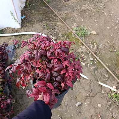 Heavenly Bamboo (Nandina) 7