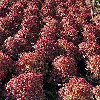 Heavenly Bamboo (Nandina) 8