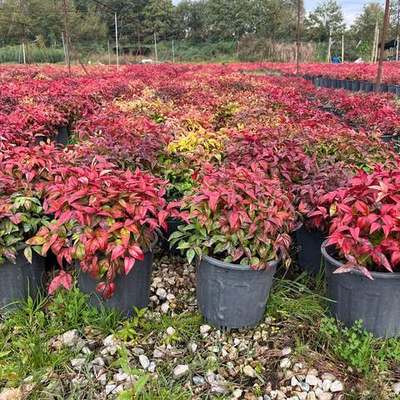 Heavenly Bamboo (Nandina) 9