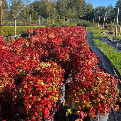 Heavenly Bamboo (Nandina) 10