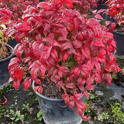 Heavenly Bamboo (Nandina) 11