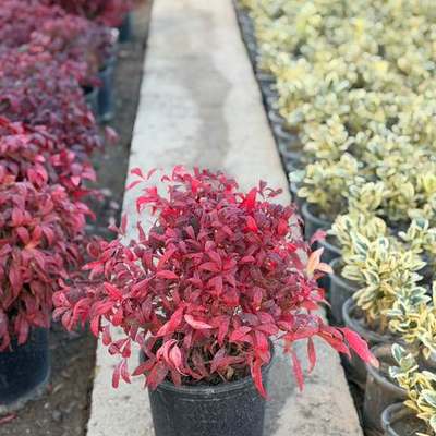 Heavenly Bamboo (Nandina) 12