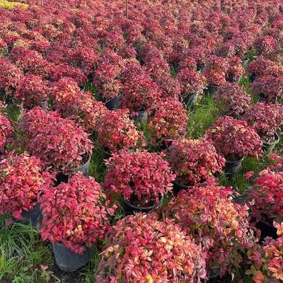 Heavenly Bamboo (Nandina) 13