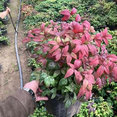 Heavenly Bamboo (Nandina) 14