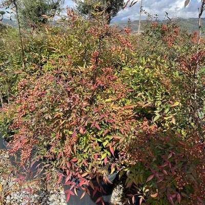 Heavenly Bamboo (Nandina) 15