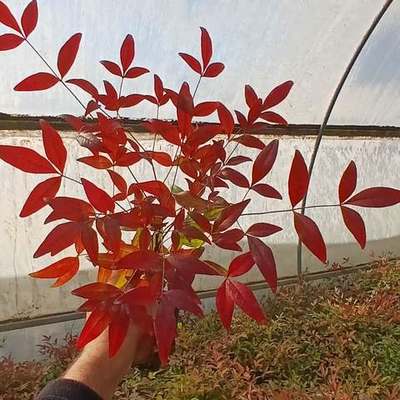 Heavenly Bamboo (Nandina) 16