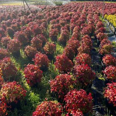 Heavenly Bamboo (Nandina) 17