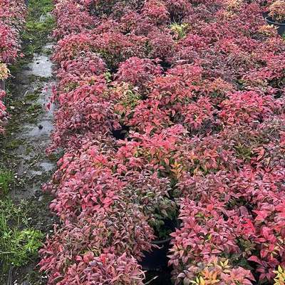 Heavenly Bamboo (Nandina) 18