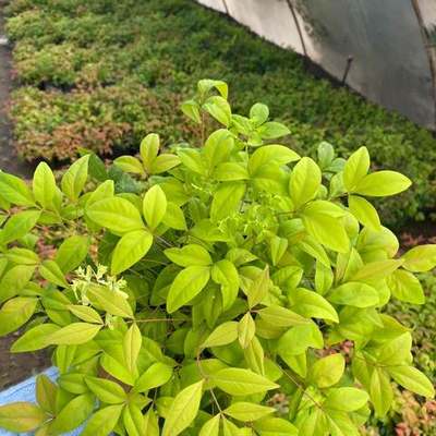 Heavenly Bamboo (Nandina) 19