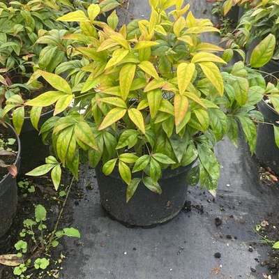 Heavenly Bamboo (Nandina) 20