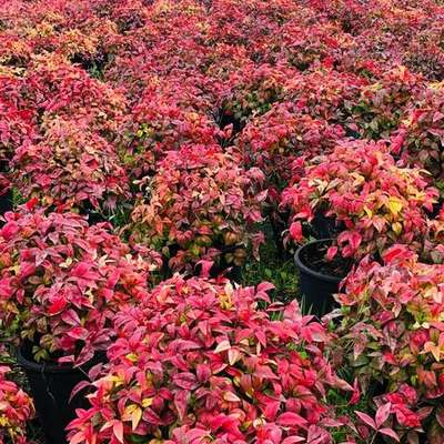 Heavenly Bamboo (Nandina) 21