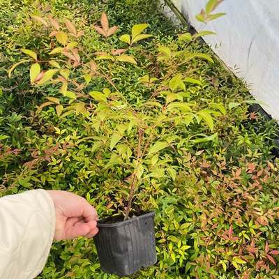 Heavenly Bamboo (Nandina) 22