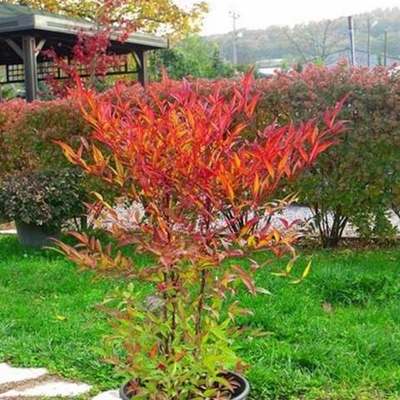 Heavenly Bamboo (Nandina) 23